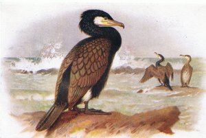 Cormorano